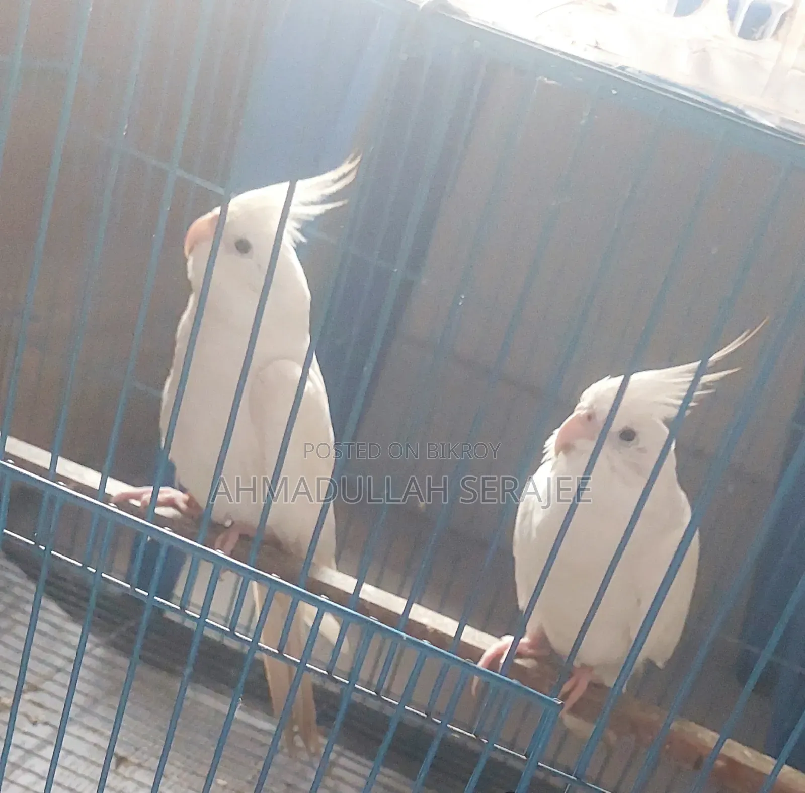 Running Albino Cockatiel Pair