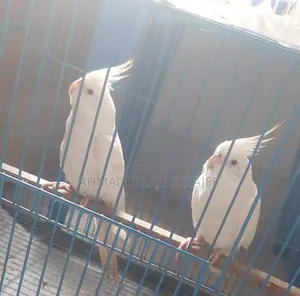 Running Albino Cockatiel Pair
