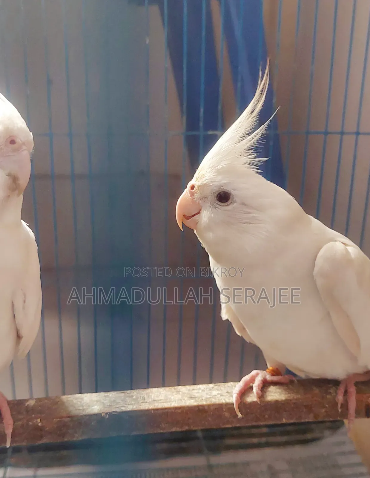 Running Albino Cockatiel Pair