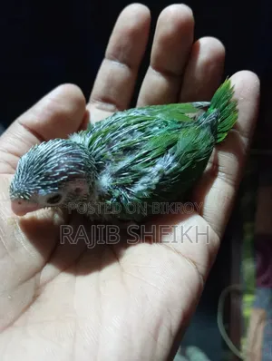 বাজুরিকা (ফরপাস বেবি)