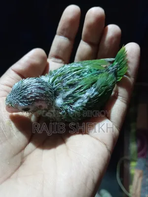 বাজুরিকা (ফরপাস বেবি)