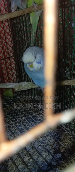 বাজুরিকা (ফরপাস বেবি)