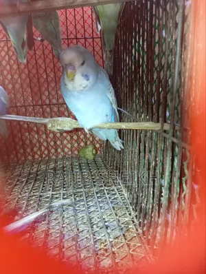 বাজুরিকা (ফরপাস বেবি)
