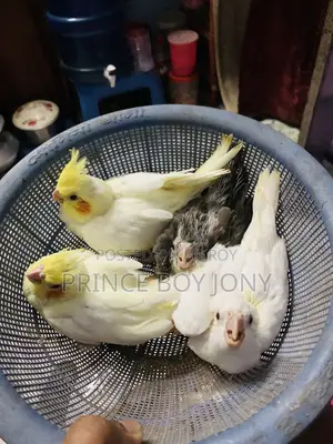 কোকাটাইল পাখি।