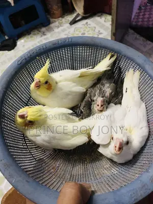 কোকাটাইল পাখি।