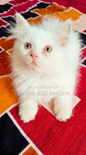১-৩ মাস বয়সী মেল পিওরব্রেড পার্সিয়ান