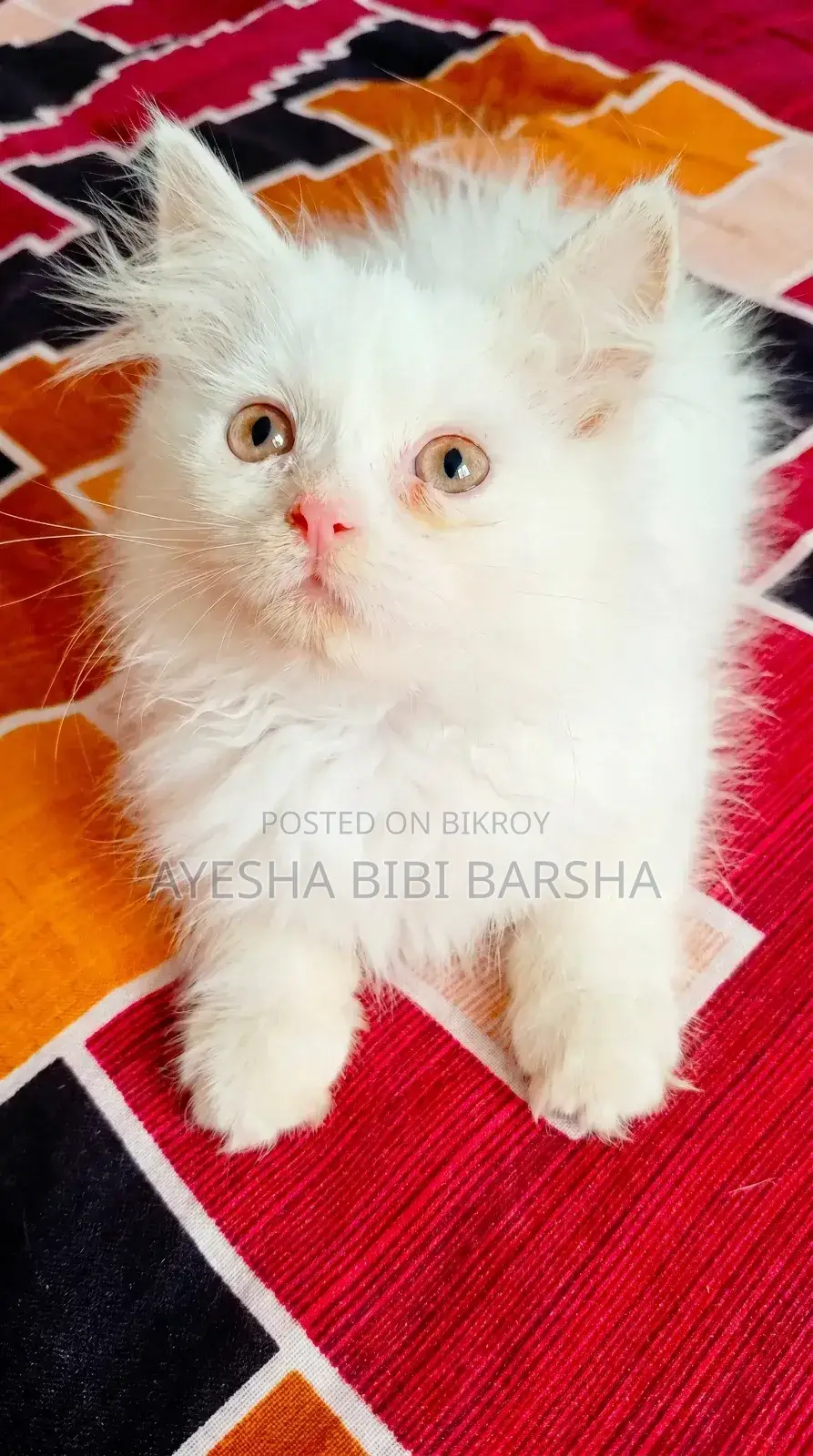 ১-৩ মাস বয়সী মেল পিওরব্রেড পার্সিয়ান