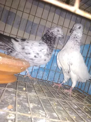Pigeon for Sale