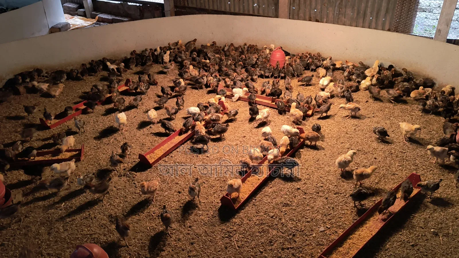 Healthy and quality 4-6 day old chicks for sale