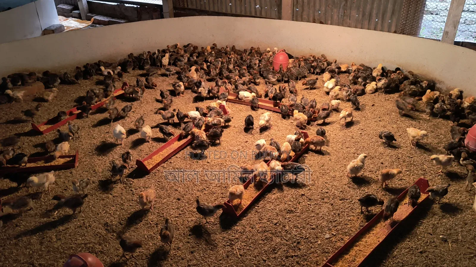 Healthy and quality 4-6 day old chicks for sale