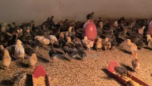 Healthy and quality 4-6 day old chicks for sale