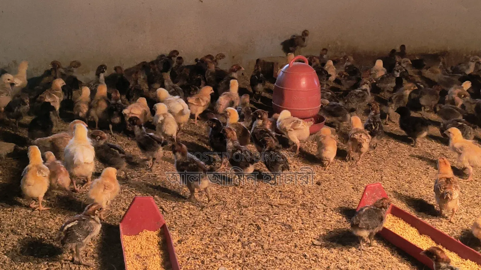 Healthy and quality 4-6 day old chicks for sale
