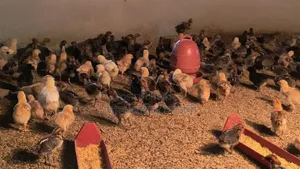 Healthy and quality 4-6 day old chicks for sale