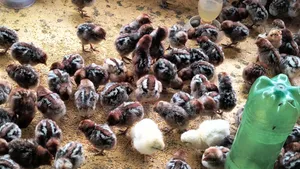 Healthy and quality 4-6 day old chicks for sale