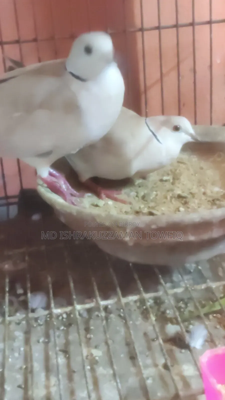 Australian Dove Running