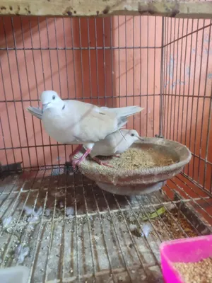 Australian Dove Running