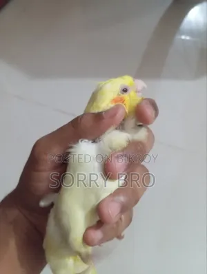 কোকাটেল পাখির বাচ্চা