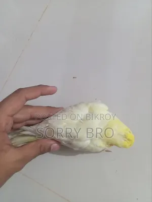 কোকাটেল পাখির বাচ্চা