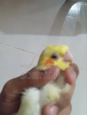 কোকাটেল পাখির বাচ্চা