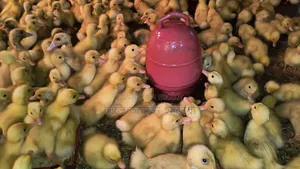 Collect ducklings just hatched from eggs