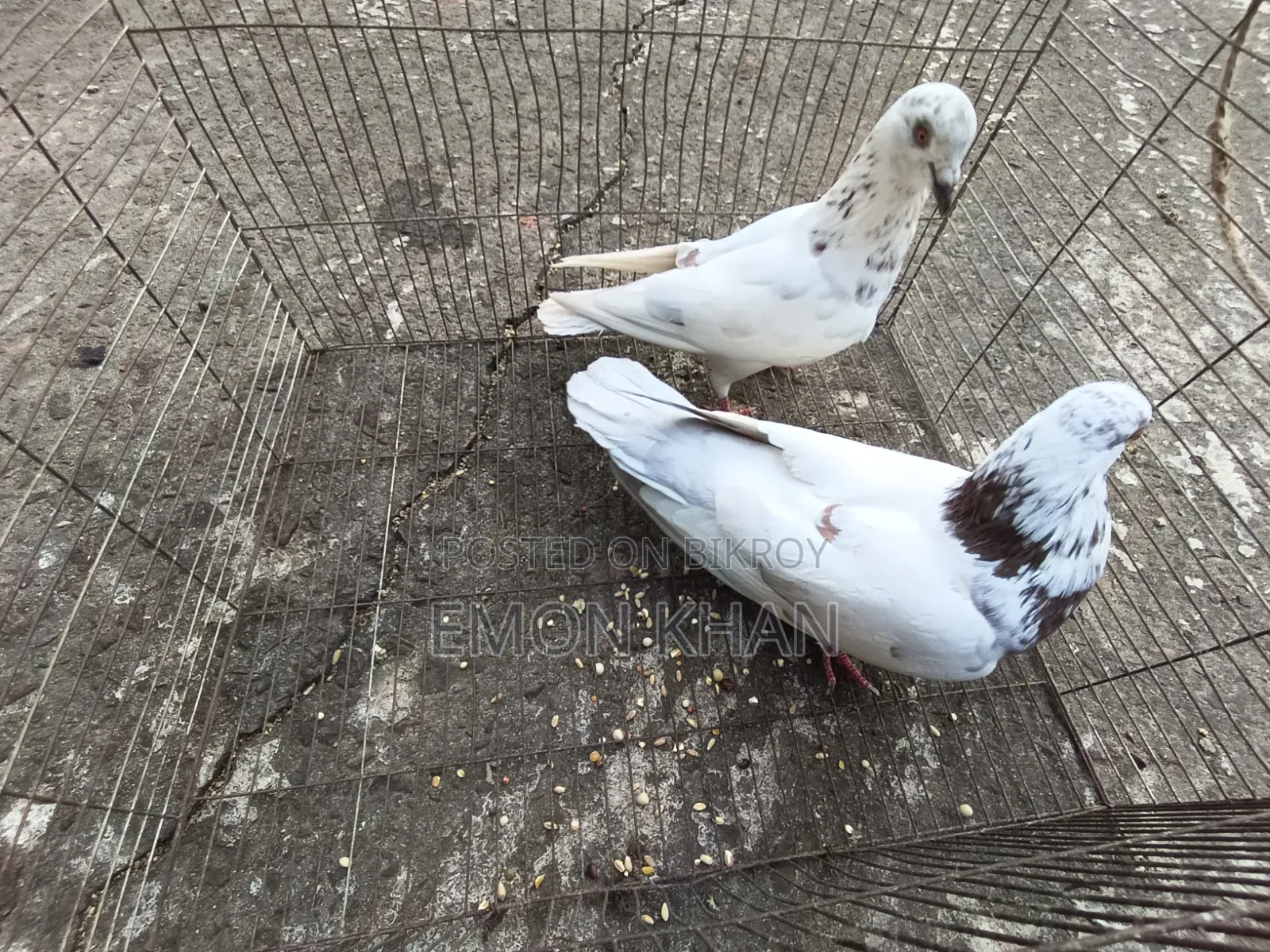 2 pairs of running pigeons (100% egg-chick guarantee)