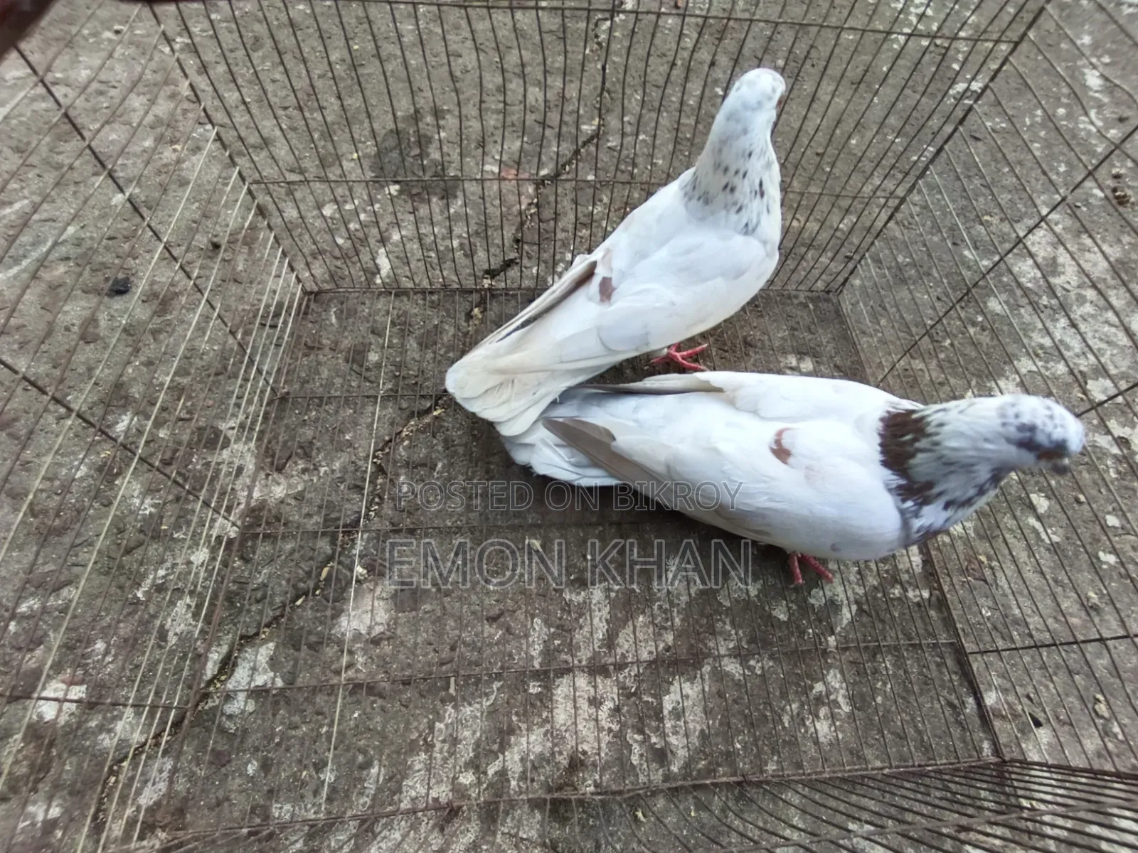 2 pairs of running pigeons (100% egg-chick guarantee)