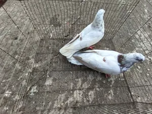 2 pairs of running pigeons (100% egg-chick guarantee)
