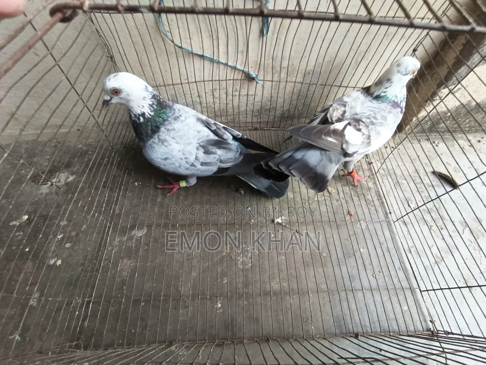 2 pairs of running pigeons (100% egg-chick guarantee)