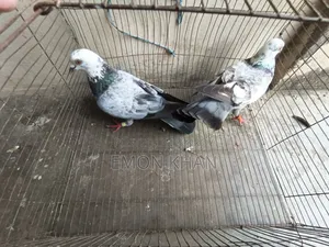2 pairs of running pigeons (100% egg-chick guarantee)