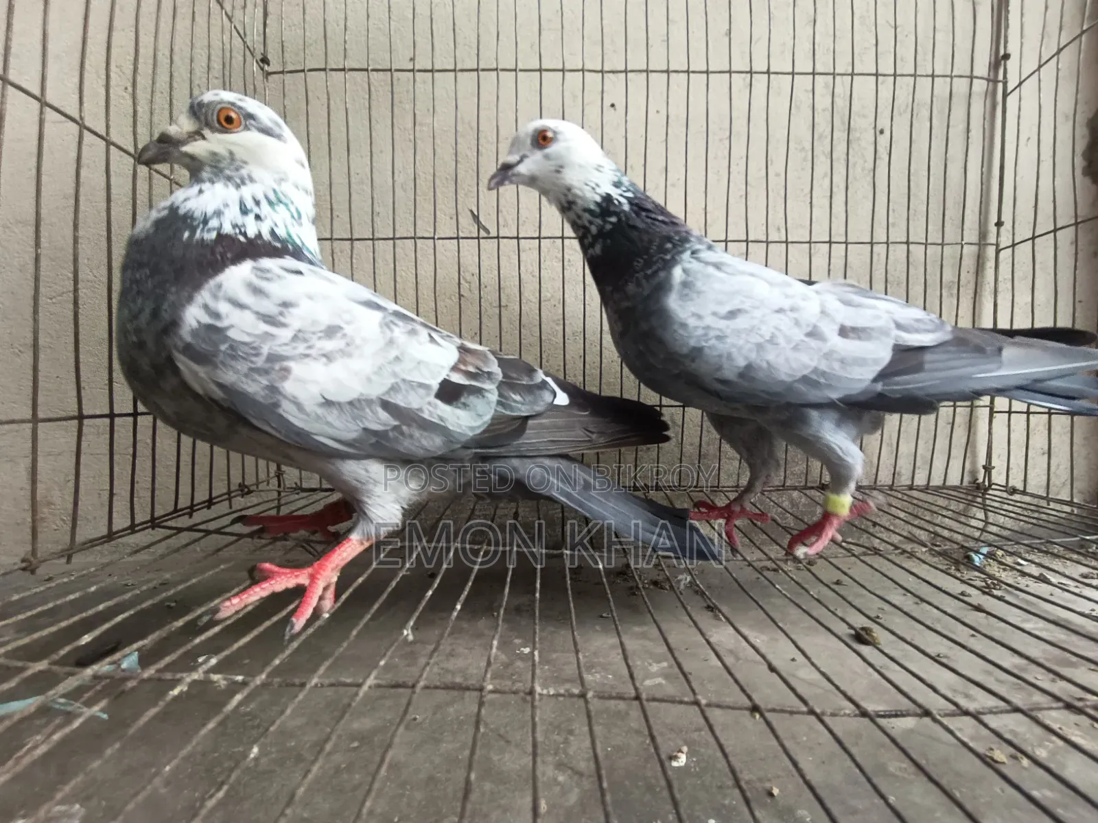 2 pairs of running pigeons (100% egg-chick guarantee)