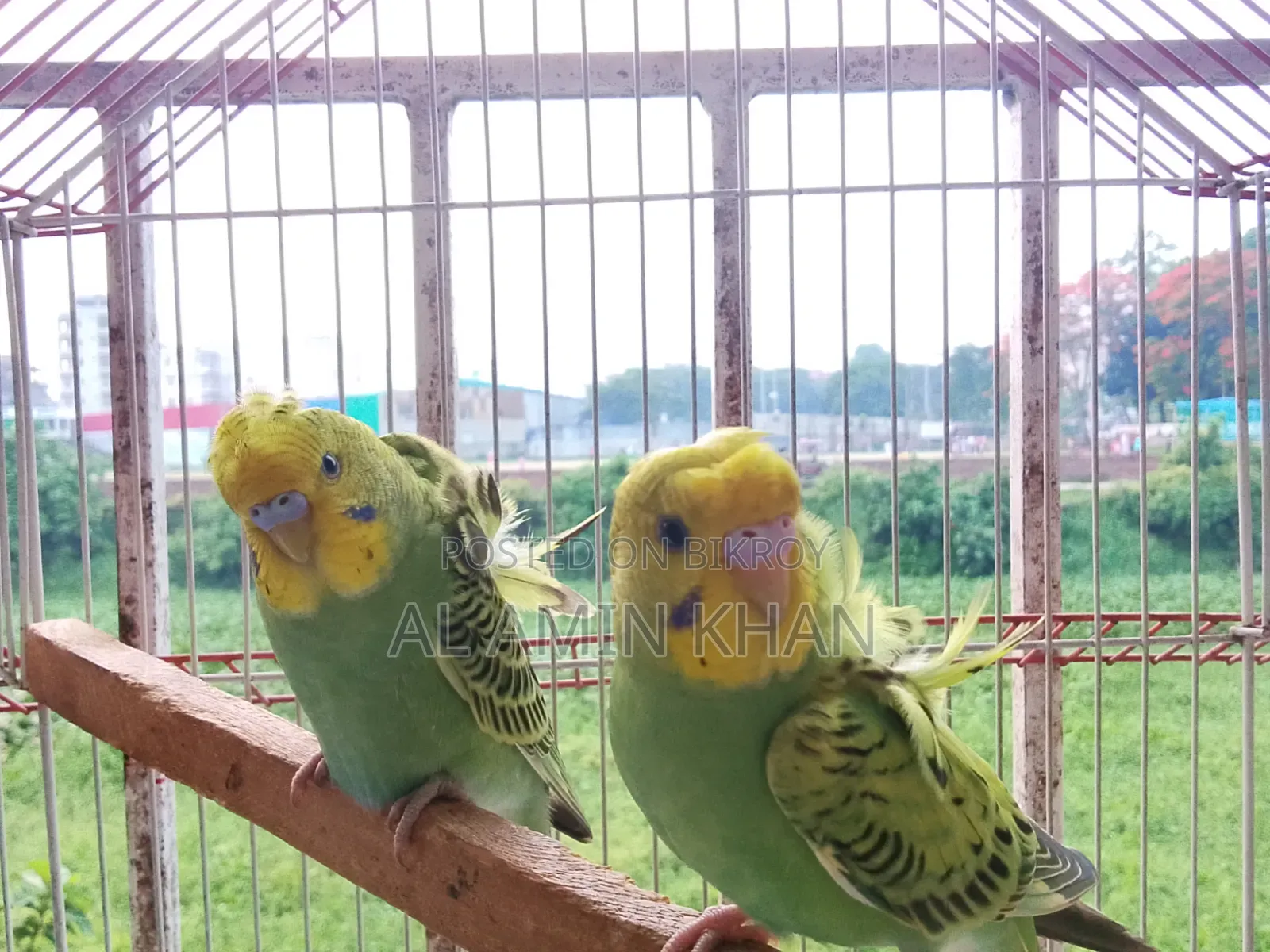 JP Budgie Chicks