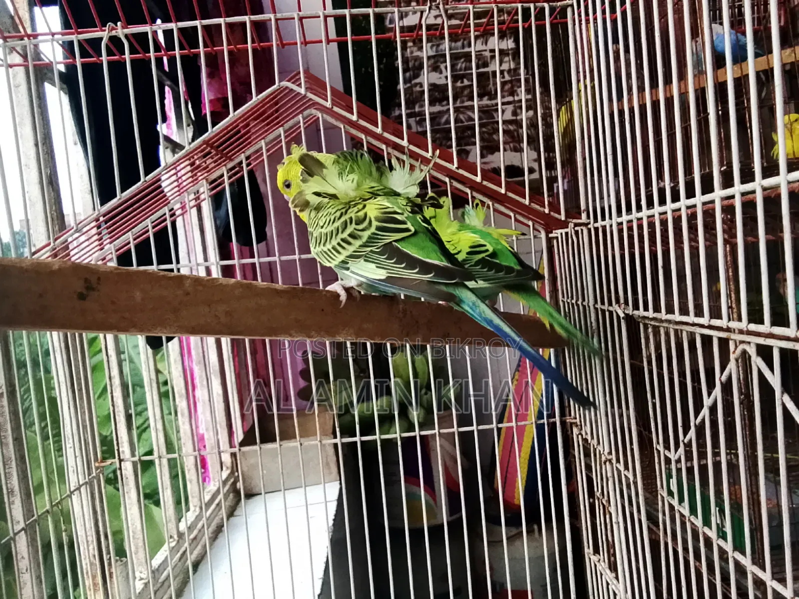 JP Budgie Chicks
