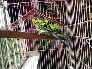 JP Budgie Chicks