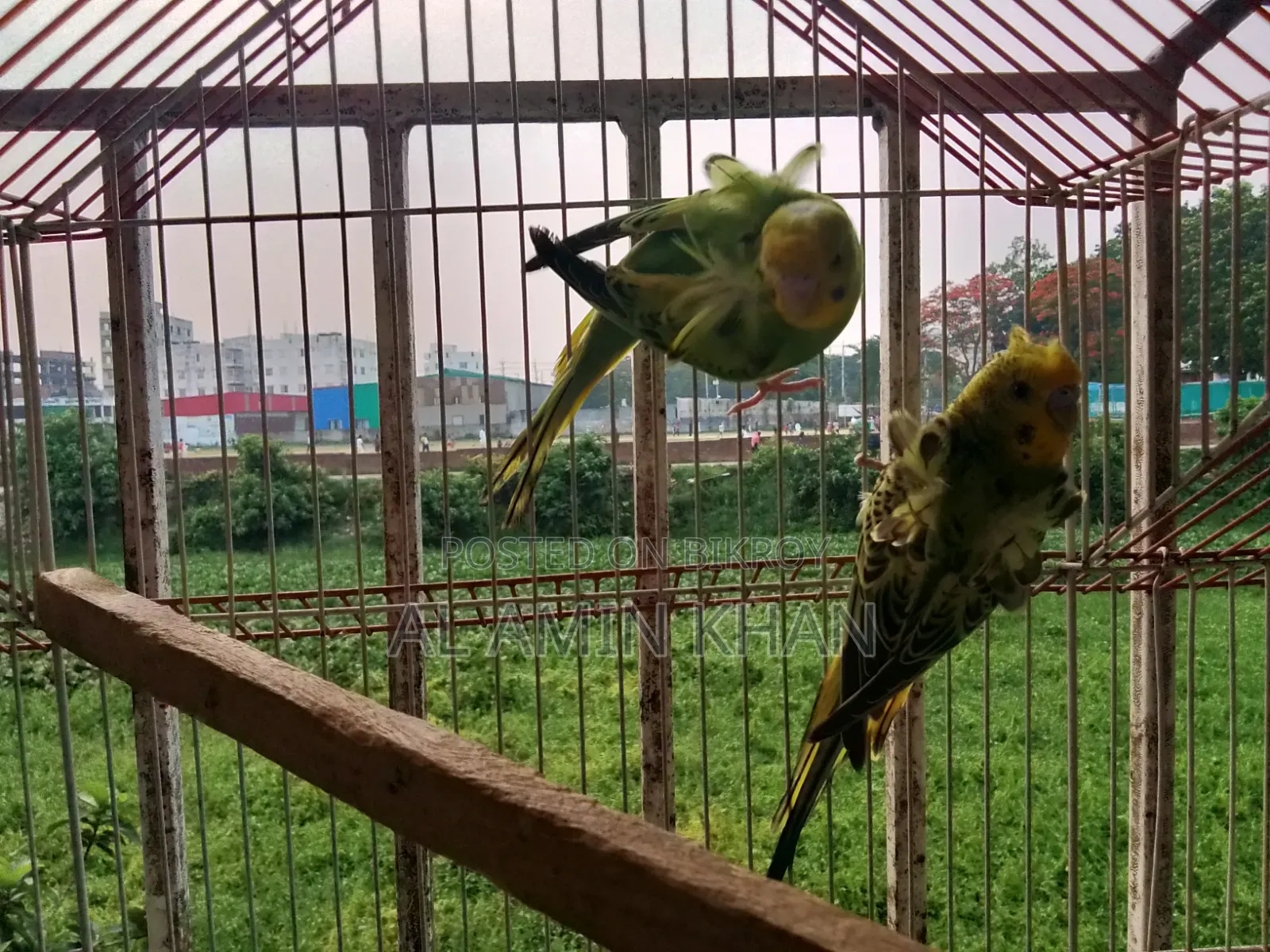 JP Budgie Chicks