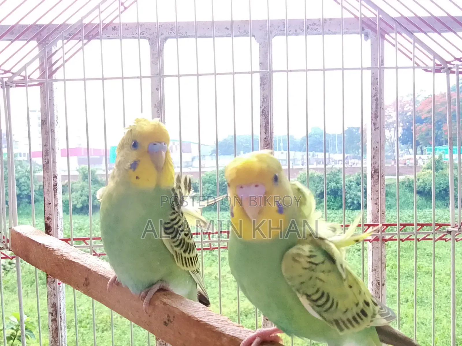JP Budgie Chicks