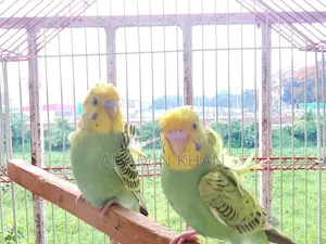 JP Budgie Chicks