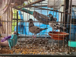 গোলা এবং লক্ষা বাচ্চা সহ