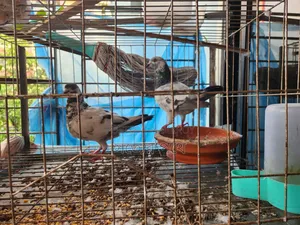 গোলা এবং লক্ষা বাচ্চা সহ