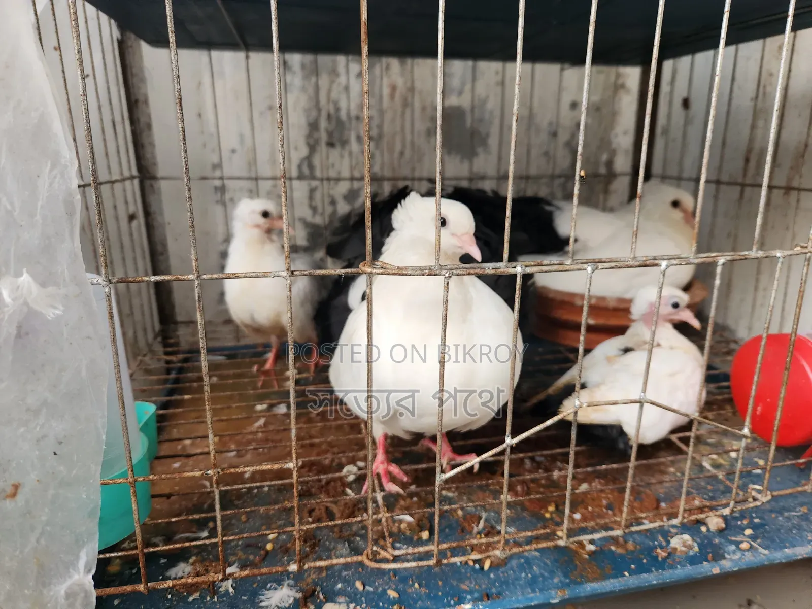 গোলা এবং লক্ষা বাচ্চা সহ