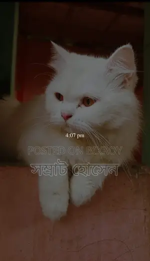 ১+ বছরের পুরুষ বিশুদ্ধ পার্সিয়ান বিড়াল