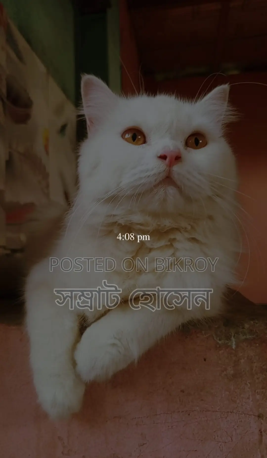 ১+ বছরের পুরুষ বিশুদ্ধ পার্সিয়ান বিড়াল