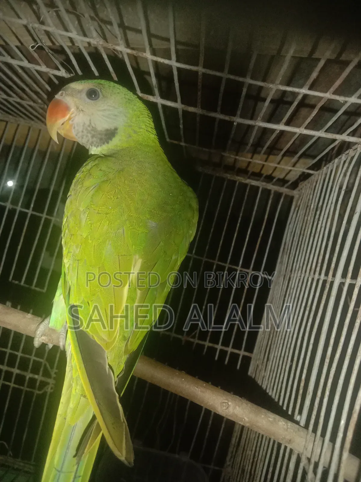 Indian Ringneck