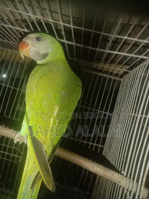 ইন্ডিয়ান রিংনেক