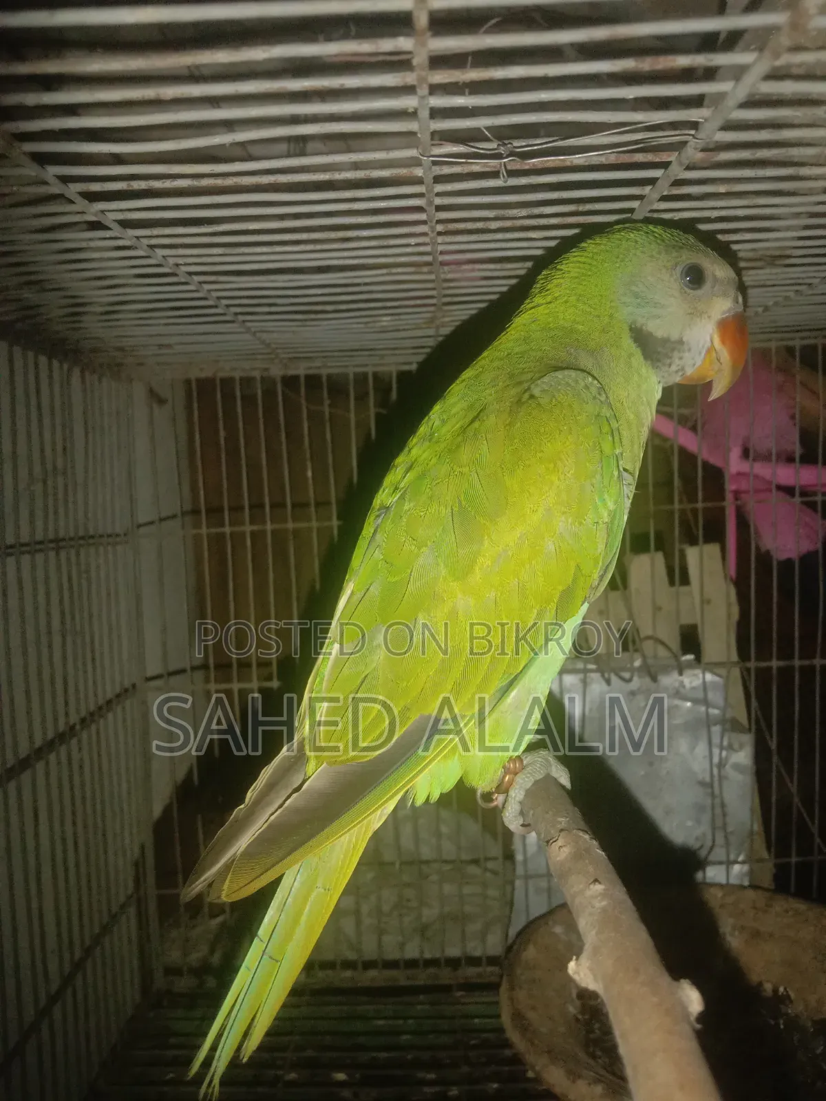 Indian Ringneck