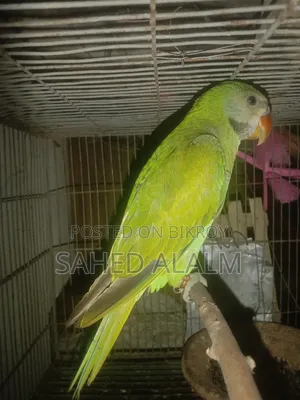Indian Ringneck