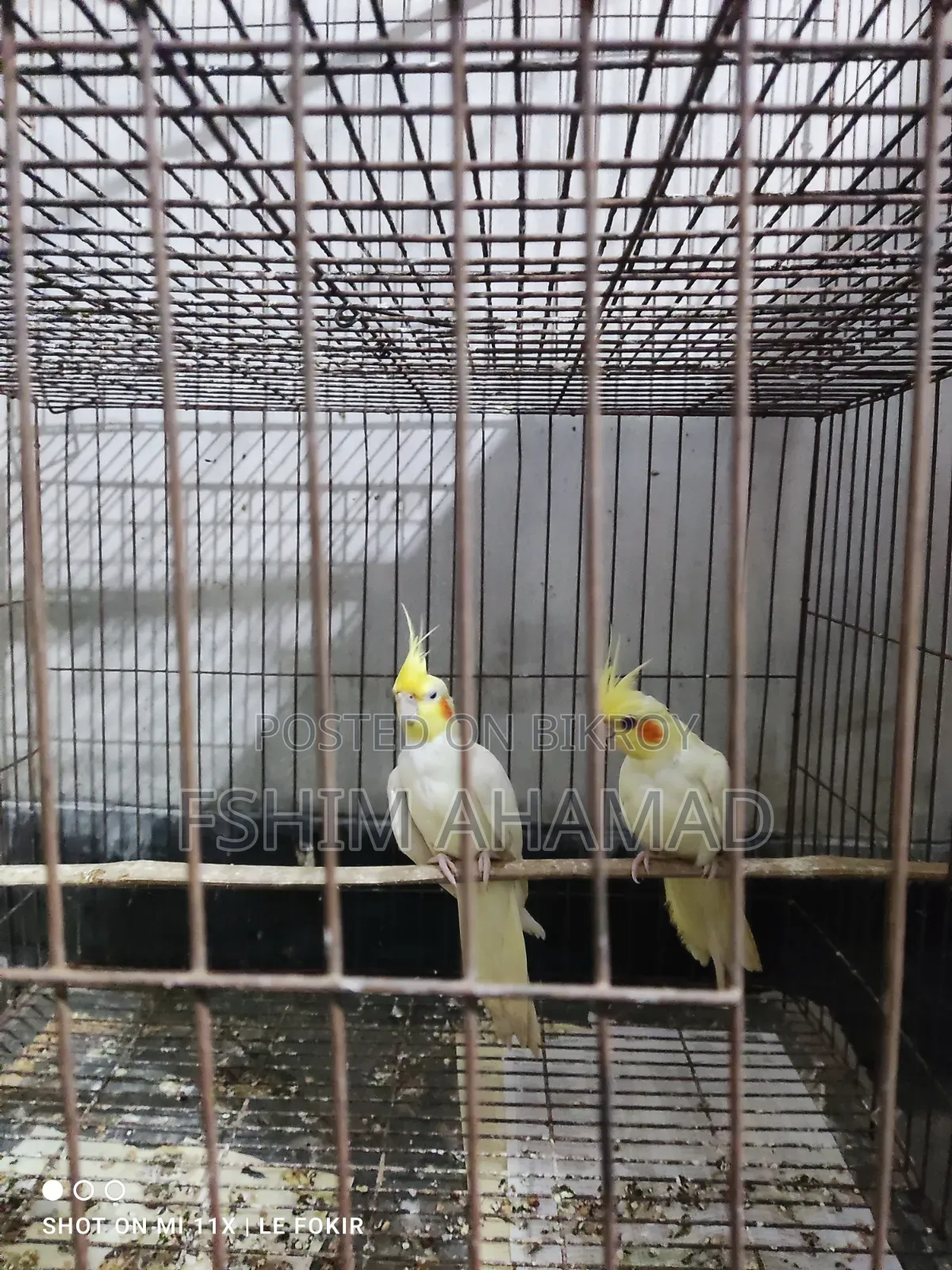 Lutino Red Eye Pair