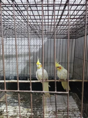 Lutino Red Eye Pair