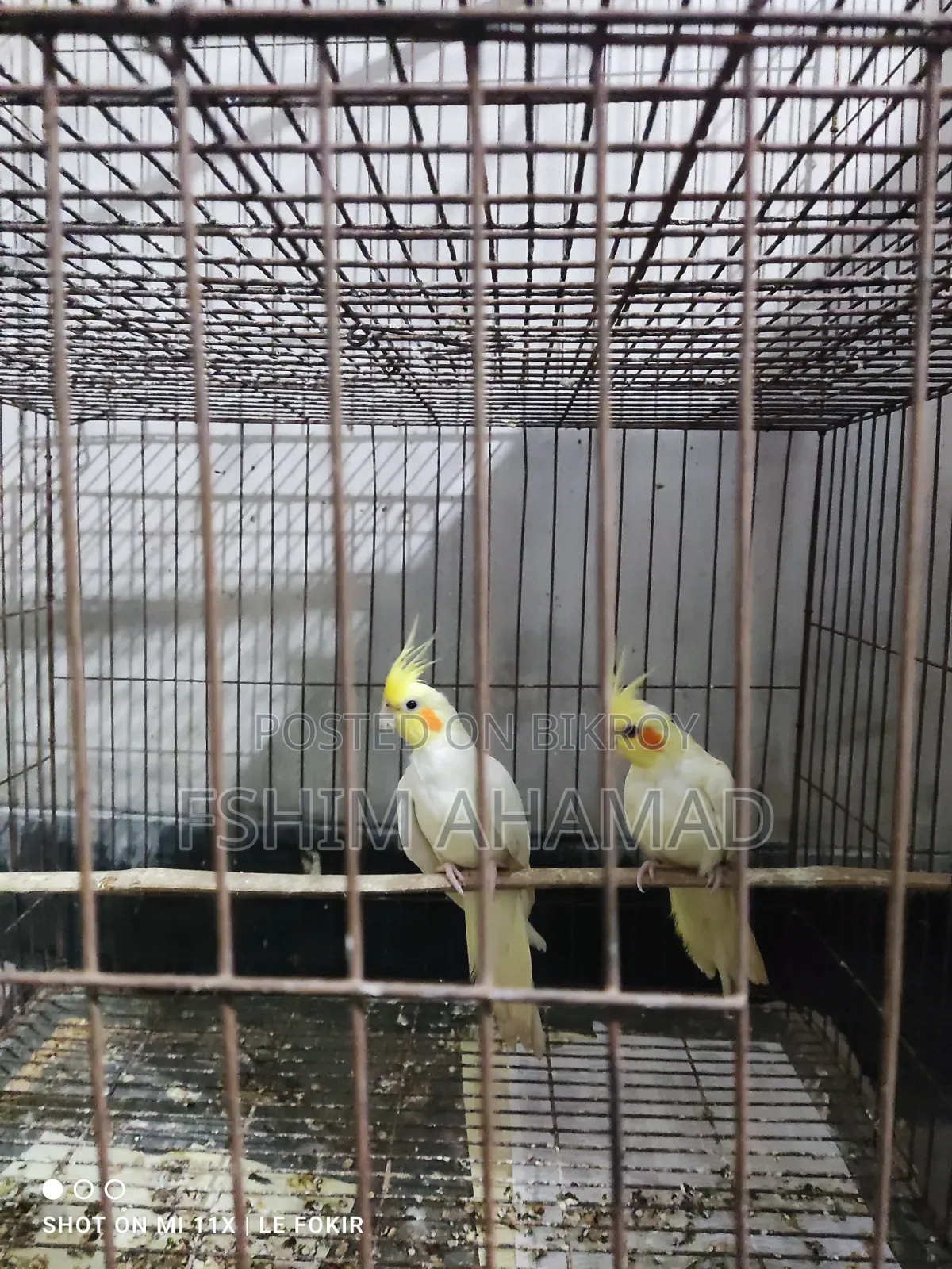 Lutino Red Eye Pair