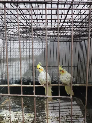 Lutino Red Eye Pair