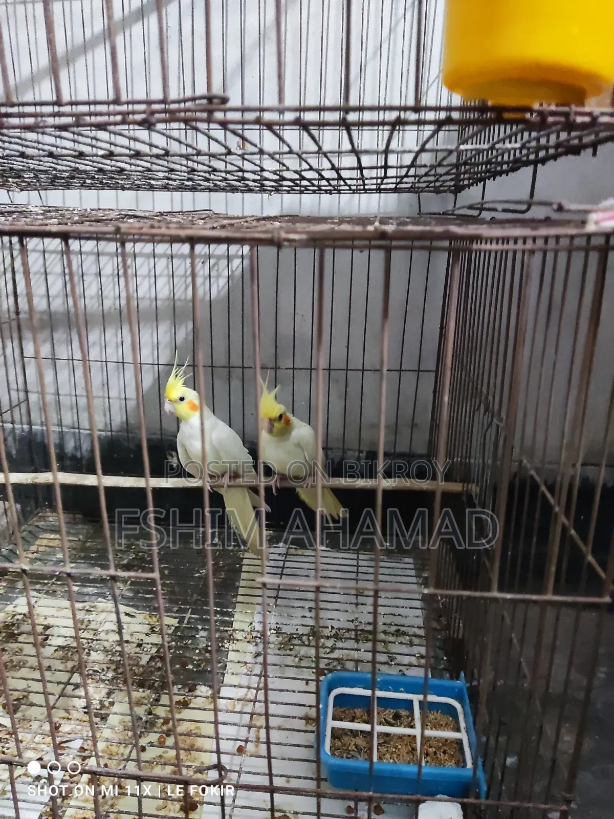 Lutino Red Eye Pair